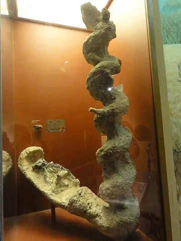 palaeocastorid: any extinct prehistoric beaver of the genus †Palaeocastor