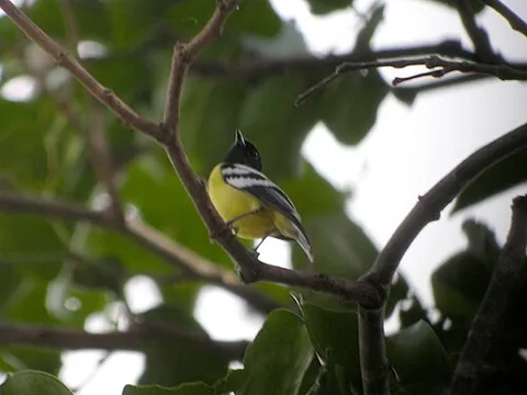 palawan tit: pardaliparus amabilis, a small bird of the tit family Paridae
