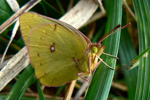pale clouded yellow: a small butterfly (Colias hyale) of the family Pieridae found in most of Europe and large parts of...