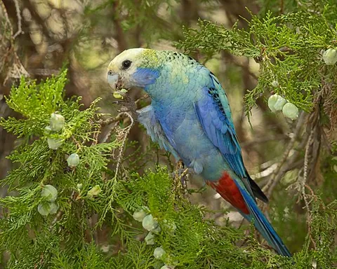 pale-headed rosella: a broad-tailed, moderate-sized parrot of species Platycercus adscitus, native to northeastern...