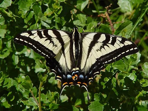 pale swallowtail: a species of tiger swallowtail native to western North American, Papilio eurymedon, with the wings...