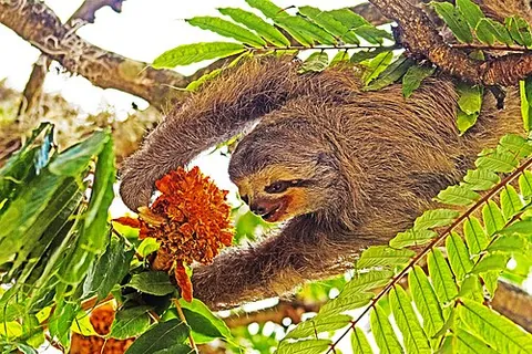 pale-throated sloth: any member of the species Bradypus tridactylus, a sloth that lives in the forests of northern South...