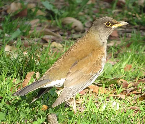 pale thrush: a thrush (Turdus pallidus), of eastern Asia