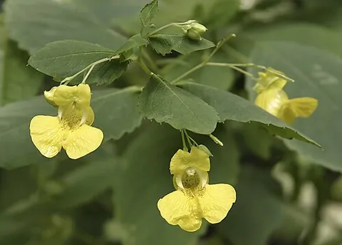pale touch-me-not: impatiens pallida, native to eastern North America