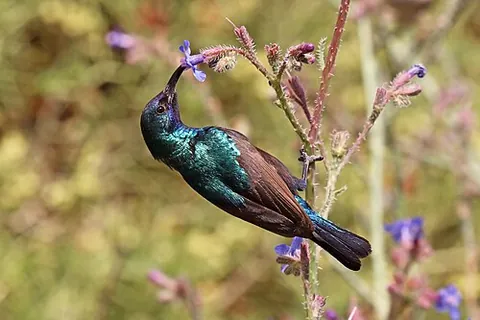palestine sunbird: a bird which is found in the Middle East and Africa, Cinnyris osea