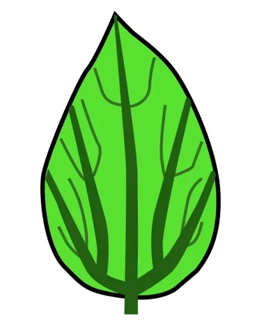 palinactinodromous: having three or more primary veins originating near the base of the leaf, with additional branching...