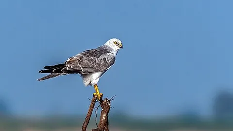 pallid harrier: circus macrourus, a migratory bird of prey of the harrier family