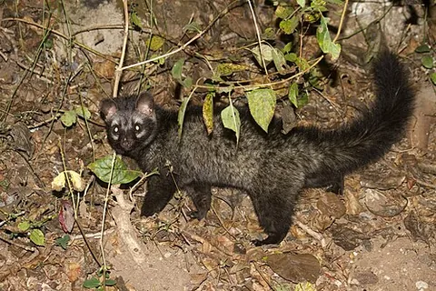 palm civet: any of various species of civet in the Paradoxurinae and Hemigalinae subfamilies