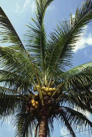 palm tree: a tree of the family Arecaceae usually characterised by having a single stem or trunk, directly...