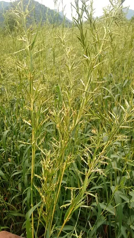 palmarosa: a plant related to lemongrass, but with a rose fragrance, of species Cymbopogon martini