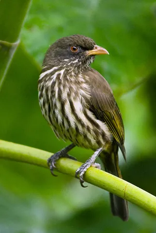 palmchat: dulus dominicus, a small, long-tailed species of bird native to Hispaniola