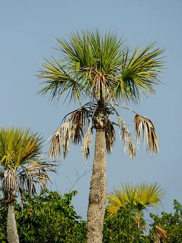 palmetto: any of various fan palms of the family Arecaceae, especially Sabal palmetto or the saw palmetto,...