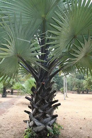 palmyra palm: any of the genus Borassus of fan palms