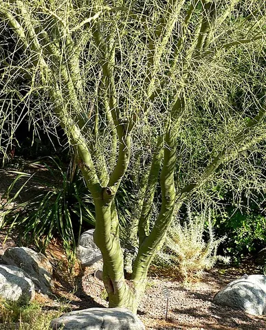 palo verde: any of a variety of trees in the genus Parkinsonia, with characteristic green bark, found in desert...