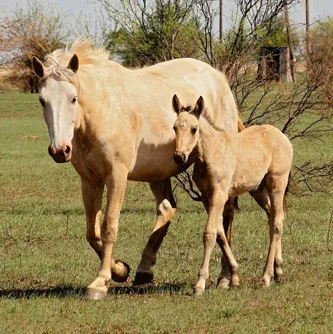 palomino: a horse with a golden-colored coat and a white or cream-colored mane and tail