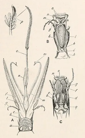 palpiger: the part of the labium that bears the pedipalps in insects