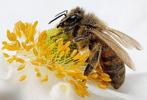 palynivore: any organism that feeds on pollen; a pollinivore