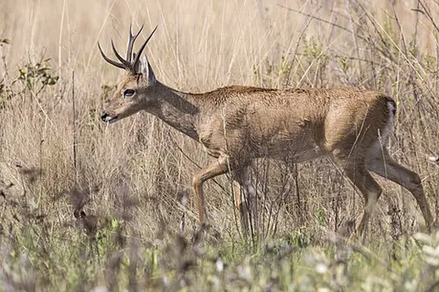 pampas deer: a small South American deer (Ozotoceros bezoarticus)