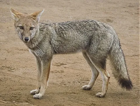 pampas fox: a tan-colored South American canid, of species Lycalopex gymnocercus