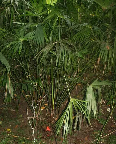 panama hat palm: a palm-like plant of species Carludovica palmata, native to Central and South America and used for...