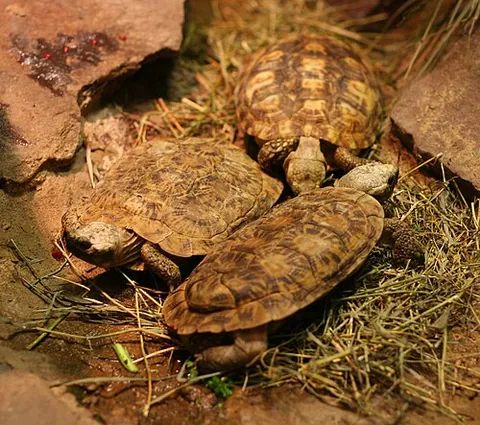 pancake tortoise: a flat-shelled species of tortoise, taxonomic name Malacochersus tornieri
