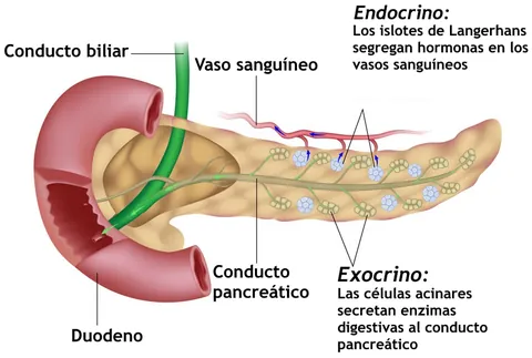 pancreas: a gland near the stomach which secretes a fluid into the duodenum to assist with food digestion