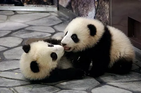 pandamonium: furore caused by or involving giant pandas