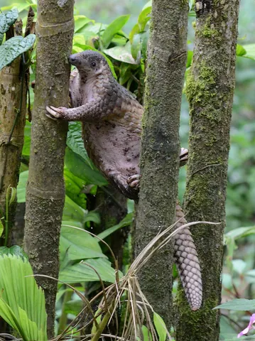 pangolin: any of several long-tailed, scale-covered mammals of the family Manidae within the order Pholidota...