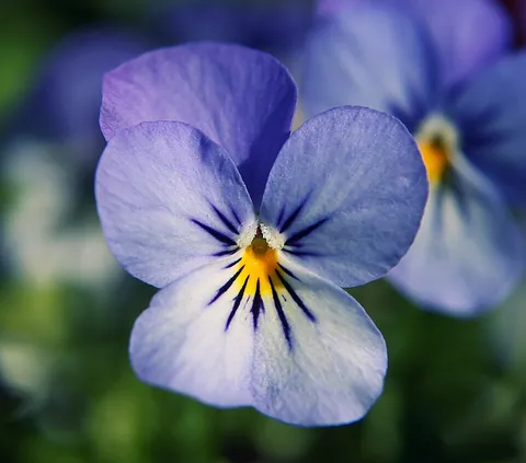 pansy: a cultivated flowering plant, derived by hybridization within species Viola tricolor