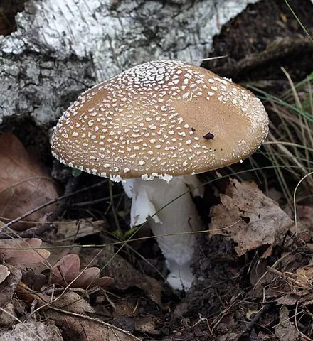 panther cap: the highly poisonous agaric Amanita pantherina
