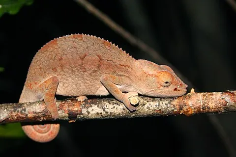 panther chameleon: furcifer pardalis, a Madagascan chameleon