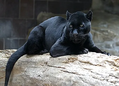 panther: any of various big cats with black fur; most especially, the black-coated leopard of Africa and Asia