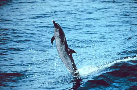 pantropical spotted dolphin: stenella attenuata, a dolphin found in temperate and tropical oceans