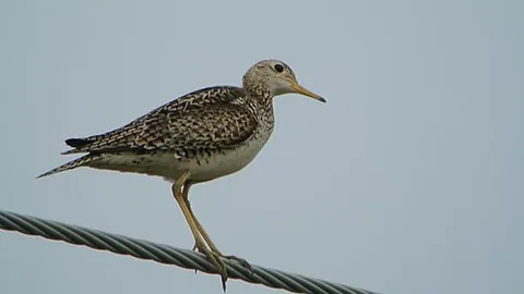 papabote: a bird, the upland sandpiper