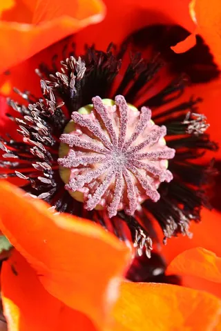 papaver: any plant of the genus Papaver, poppies