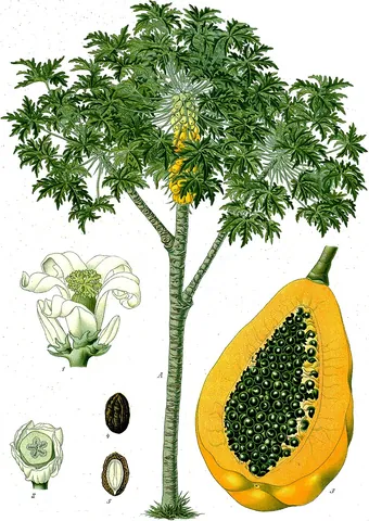 papaya: a tropical American evergreen tree, Carica papaya, having large, yellow, edible fruit