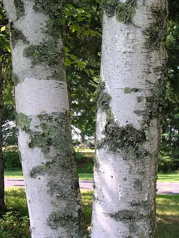 paper birch: a North American birch tree with white bark, of species Betula papyrifera