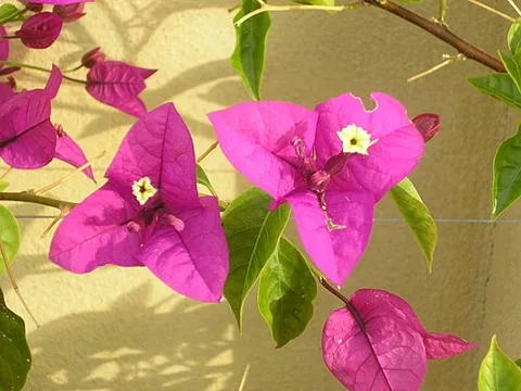 paper flower: a plant, Bougainvillea glabra, and its flower head, so called for the papery bracts