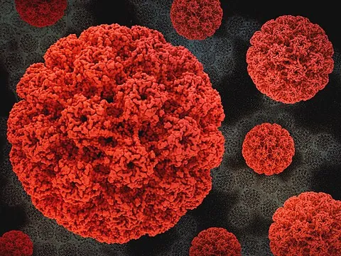 papillomavirus: any of various viruses that cause warts