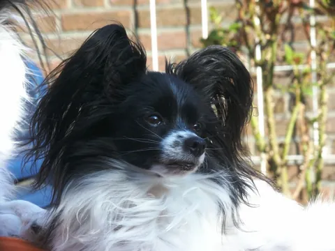 papillon: a small dog of a certain toy spaniel breed having large upright ears with a shape that resembles...