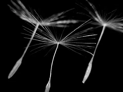 pappus: the markedly reduced sepals of an Asteraceae floret that take the form of trichomes or scale...