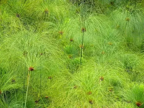 papyrus: a plant (Cyperus papyrus) in the sedge family, native to the Nile river valley, paper reed