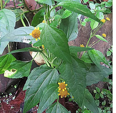paracress: the plant Acmella oleracea, used for culinary purposes in northern Brazil and Madagascar