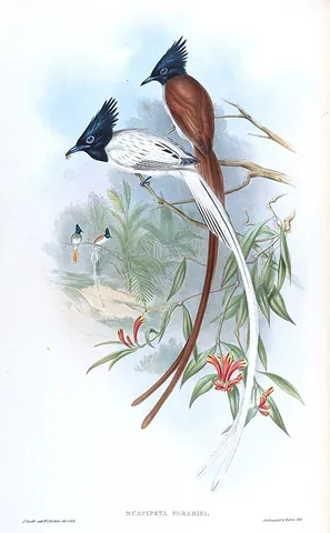 paradise flycatcher: any of Terpsiphone spp., birds of Africa and Asia