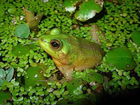 paradoxical frog: pseudis paradoxa, a species of frog unusual because it is larger as a tadpole (up to 25 cm or 10...