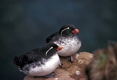 parakeet auklet: a bird, Aethia psittacula, native to the islands and coast of Alaska