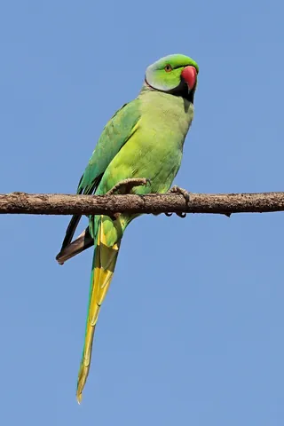 parakeet: any of various species of small parrot primarily of tropical regions