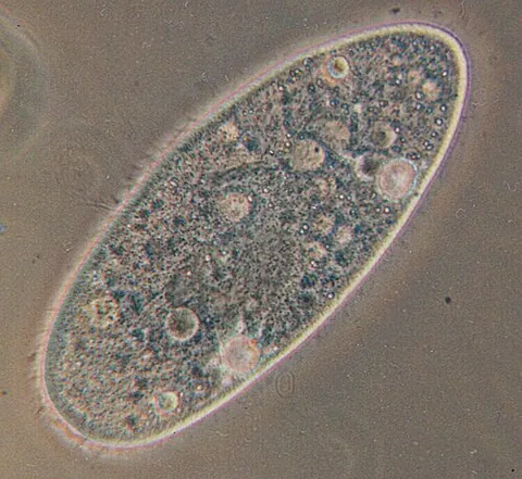 paramecium: an oval-shaped protozoan organism of the genus Paramecium