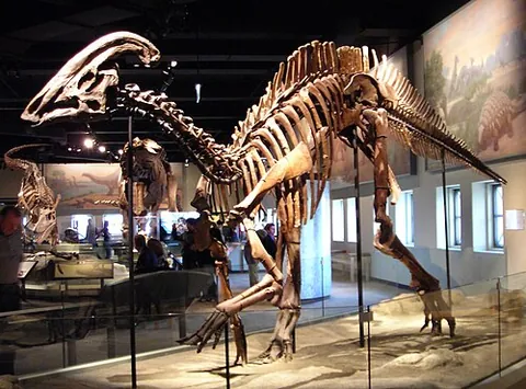 parasaurolophus: parasaurolophus, a herbivorous ornithopod dinosaur from the late Cretaceous period of what is now...