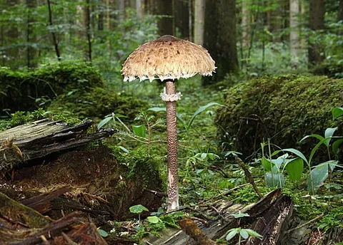 parasol mushroom: macrolepiota procera (syn. Lepiota procera, a basidiomycete fungus with a large, prominent fruiting...